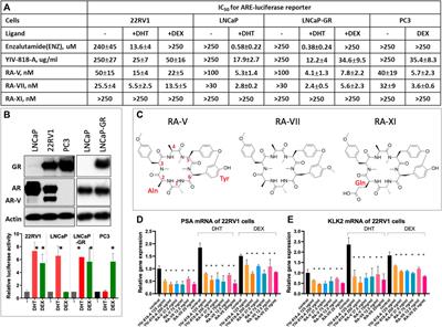 YIV-818-A: a novel therapeutic agent in prostate cancer management through androgen receptor downregulation, glucocorticoid receptor inhibition, epigenetic regulation, and enhancement of apalutamide, darolutamide, and enzalutamide efficacy